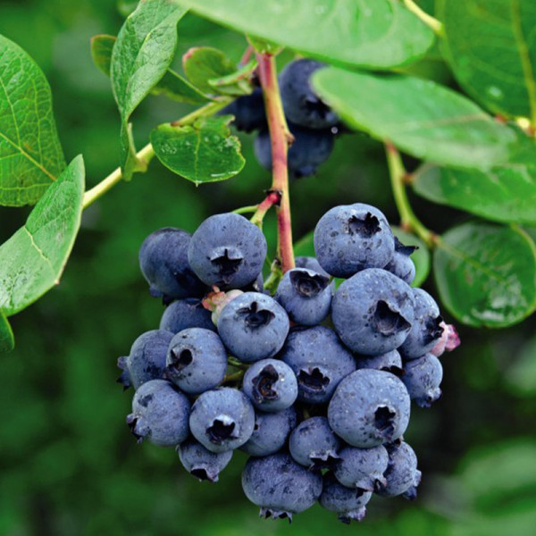 Buy Blueberry (Vaccinium) Darrow Online - Fruit Trees & Bushes Buy Blueberry (Vaccinium) Darrow Online - Fruit Trees & Bushes