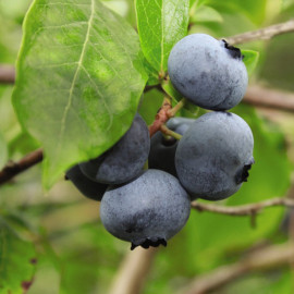 Blueberry Full Season Collection