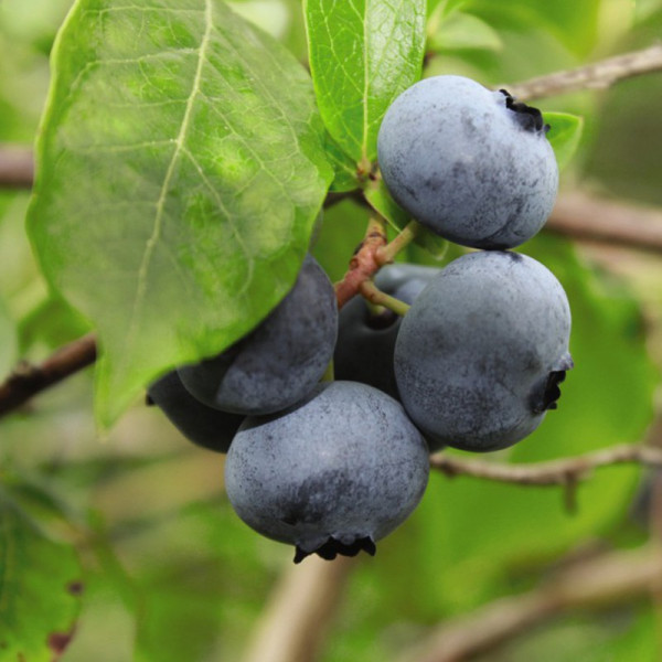Buy Blueberry Full Season Collection Online - Fruit Trees & Bushes Buy Blueberry Full Season Collection Online - Fruit Trees & Bushes