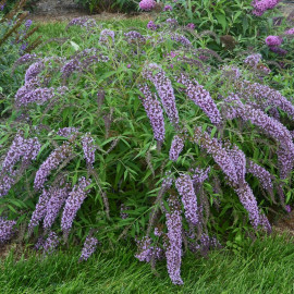 Buddleja Dav. Plant Wisteria Lane