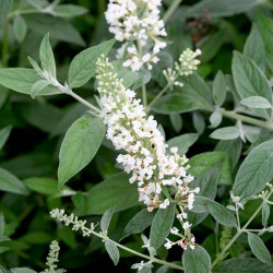 Buddleja Dav. White Chip