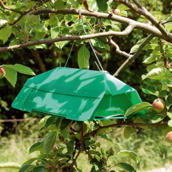 Plum Moth Refill Pack