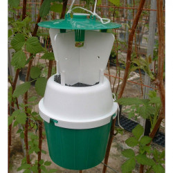 Rhs Raspberry Beetle Trap