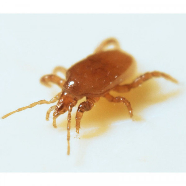 Buy Biological Control Mighty Mite Online - Green plants & flowering plants