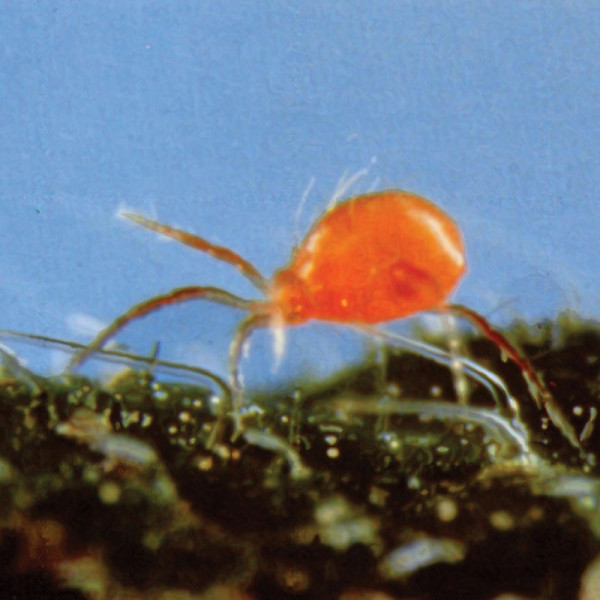 Buy Red Spider Mite Control Online - Green plants & flowering plants