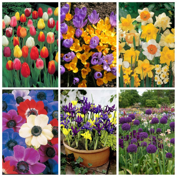 Buy 400 Spring Flowering Bulbs Online - Green plants & flowering plants