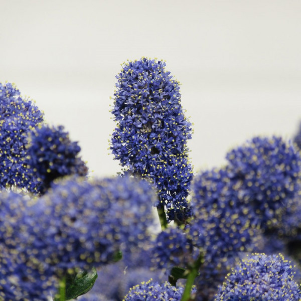 Buy Ceanothus Yankee Point Online - Green plants & flowering plants