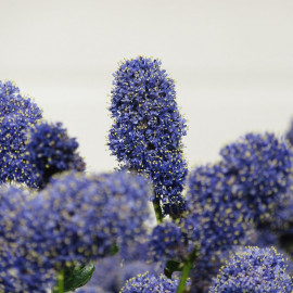 Ceanothus Griseus Plant yankee Point