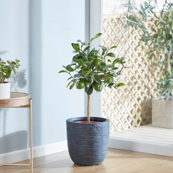 Buy Lime (Citrus) Fruiting Bush Online - Fruit Trees & Bushes