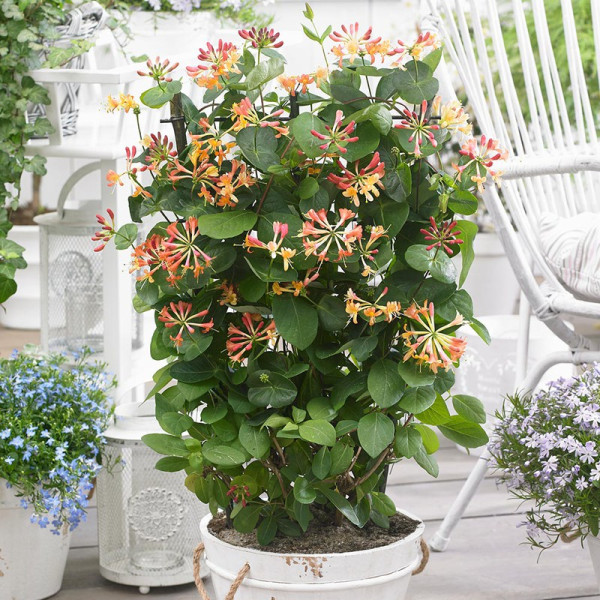 Buy Lonicera Celestial Online - Garden Plants & Bushes
