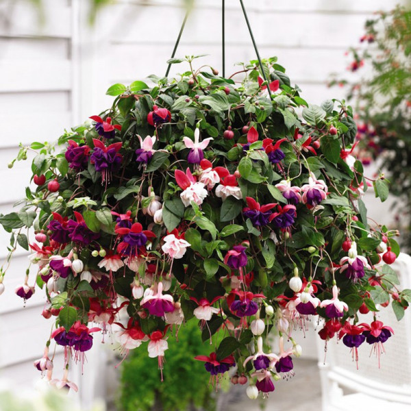 Buy Fuchsia Trailing Pre Planted Basket Online - Plant Seeds