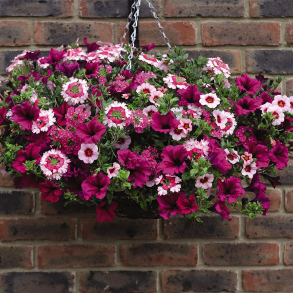 Buy Eton Mess Pre Planted Basket Online - Green plants & flowering plants