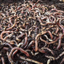 Brandling Worms for Compost (250)