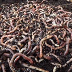 Brandling Worms for Compost (500)