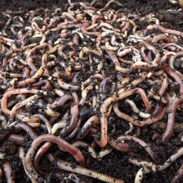 Buy Brandling Worms for Compost (500) Online - Green plants & flowering plants