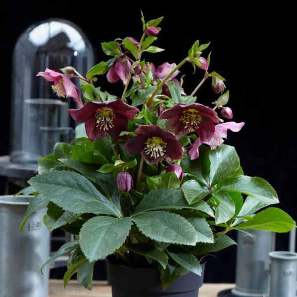 Buy Helleborus orientalis Plant Hello Ruby Online - Garden Plants & Bushes