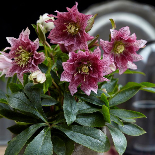 Buy Helleborus orientalis Plant Hello Amber Online - Garden Plants & Bushes