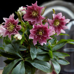 Helleborus Orientalis Plant Hello Amber