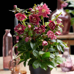 Helleborus Orientalis Double Ellen Red