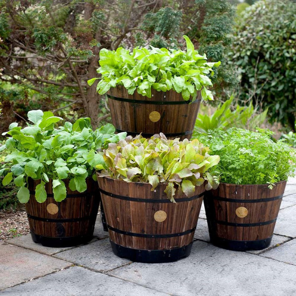 Buy Wooden Barrel Planter LARGE Burnt Oak (Pair) Online - Green plants & flowering plants