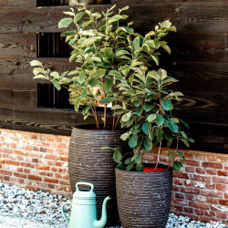 Deluxe Vase Row Olive Green