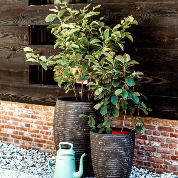 Buy Deluxe Vase Row Olive Green Online - Green plants & flowering plants