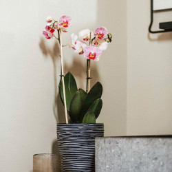 Orchid Pot Rib Black