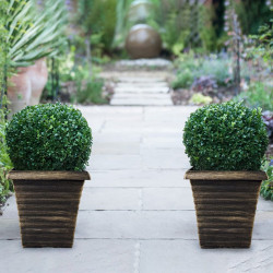 Buxus Sempervivum Ball