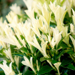 Euonymus Plant Paloma Blanca