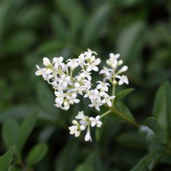 Ligustrum Vulgare