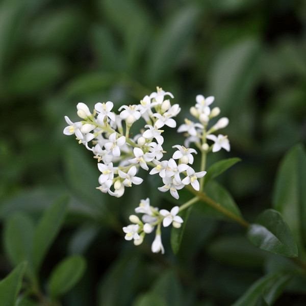 Buy Ligustrum vulgare Online - Green plants & flowering plants