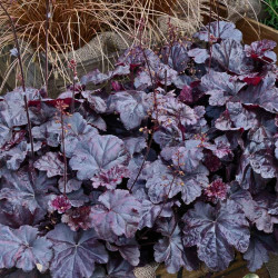 Heuchera Obsidian Plants