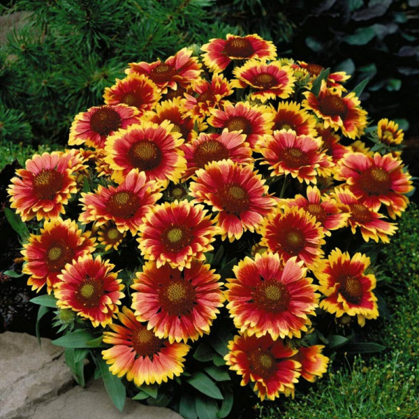Buy Gaillardia aristata Plant Arizona Sun Online - Garden Plants & Bushes