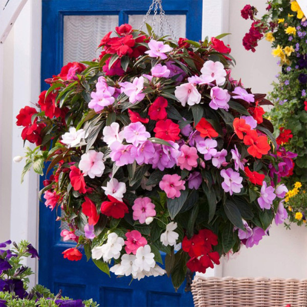 Buy Busy Lizzie New Guinea Divine Mixed Online - Green plants & flowering plants