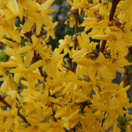 Forsythia Intermedia Week End