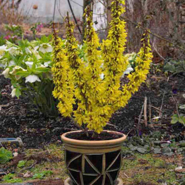 Buy Forsythia Intermedia Nimbus Online - Green plants & flowering plants Buy Forsythia Intermedia Nimbus Online - Green plants & flowering plants