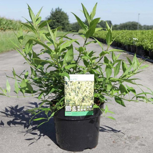 Buy Forsythia Maree D Plant Maree Dor® Online - Green plants & flowering plants Buy Forsythia Maree D Plant Maree Dor® Online - Green plants & flowering plants