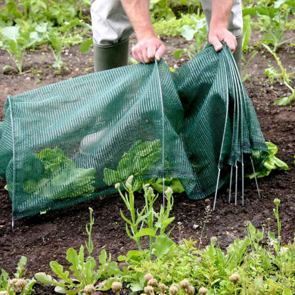 Buy Easy Netting Tunnel (3 Metre Standard) Online - Green plants & flowering plants