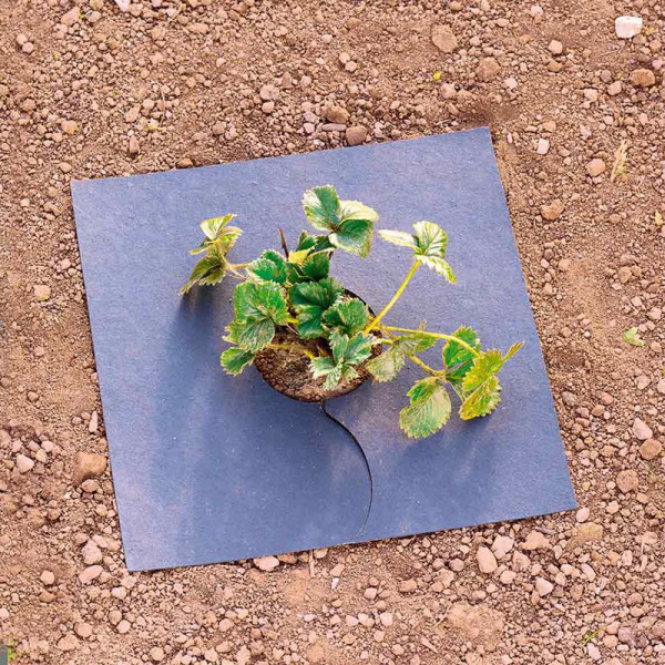 Buy Mulch Mats Online - Green plants & flowering plants Buy Mulch Mats Online - Green plants & flowering plants