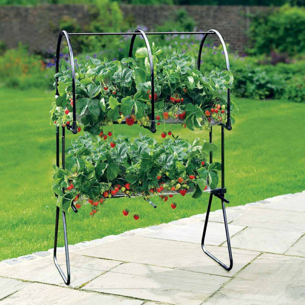 Buy Strawberry Table Top Online - Green plants & flowering plants Buy Strawberry Table Top Online - Green plants & flowering plants