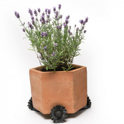 Daisy Pot Feet