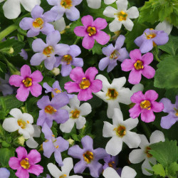 Bacopa Plants Topia Mixed