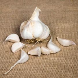 Garlic (softneck) Bulbs Maddock Wight