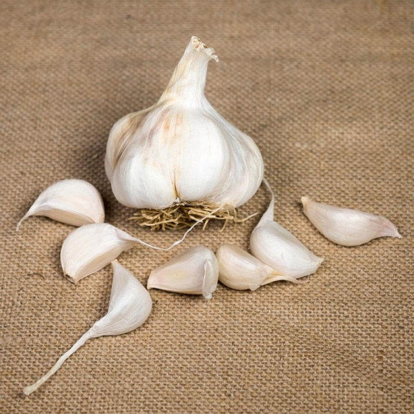 Buy Garlic (Softneck) Bulbs Maddock Wight Online - Green plants & flowering plants