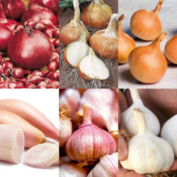 Buy Bumper Autumn Planting Collection Onion/Shallot/Garlic Online - Green plants & flowering plants