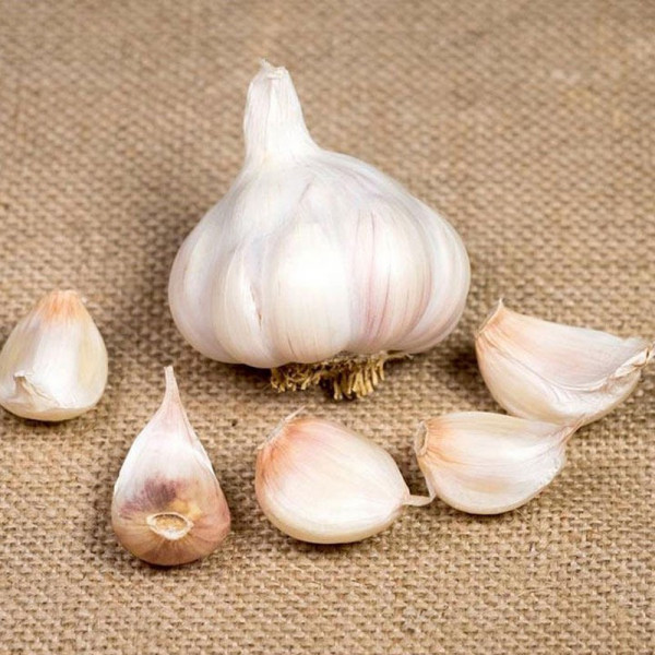 Buy Garlic Bulbs Picardy Wight Online - Green plants & flowering plants Buy Garlic Bulbs Picardy Wight Online - Green plants & flowering plants
