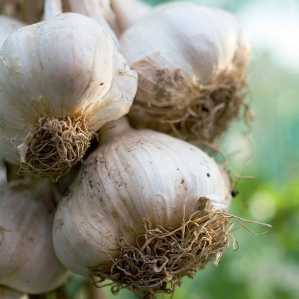 Buy Garlic (Softneck) Bulbs Cledor (Spring) Online - Green plants & flowering plants Buy Garlic (Softneck) Bulbs Cledor (Spring) Online - Green plants & flowering plants