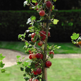 Gooseberry (ribes Uva Crispa) Xenia
