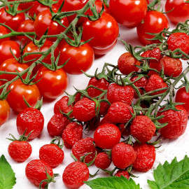 Tomato Grafted Plant Sugar Plum Raisin