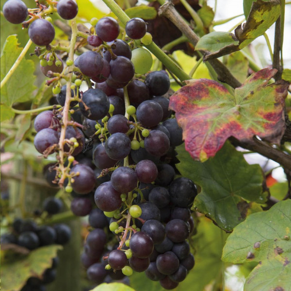 Buy Grape Boskoop Glory Online - Garden Plants & Bushes Buy Grape Boskoop Glory Online - Garden Plants & Bushes